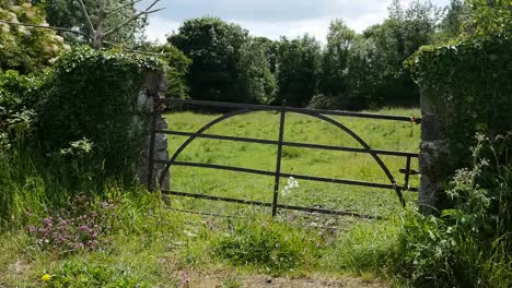 Ireland-County-Offaly-Old-Gate-To-Pasture