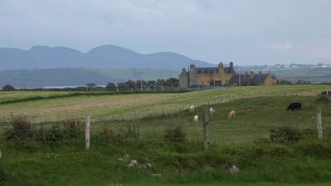 Ireland-County-Sligo-House-And-Cattle-In-Pasture