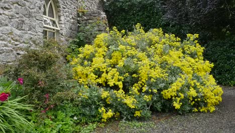 Ireland-County-Sligo-Yellow-Flowered-Shrub-By-A-Stone-Wall