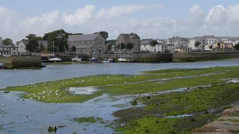 Ireland-Galway-City-Sea-Gulls-Perch-On-A-Tidal-Stream