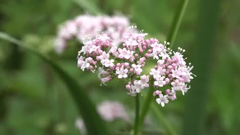 Irland-Hecken-petersilie-Blumen