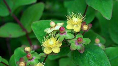 Ireland-St-Johns-Wort,-Hypericum-Blooming