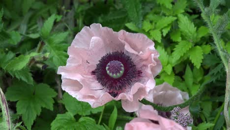 Flor-De-Amapola-Oriental-Rosa-Claro-Irlanda