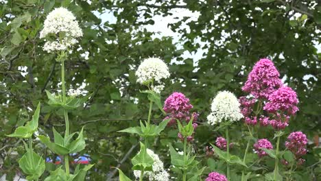 Irland-Rosa-Und-Weiße-Blüten-Von-Centranthus-Ruber-Oder-Roter-Baldrian