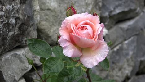 Irlanda-rosa-rosa-floreciendo