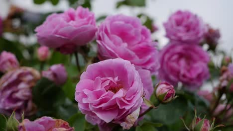 Rosas-rosadas-de-Irlanda