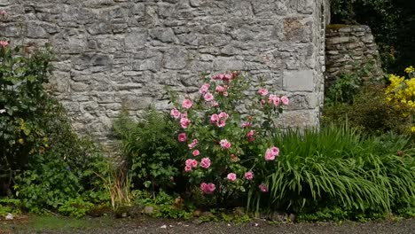Rosas-De-Irlanda-Florecen-Por-Un-Muro-De-Piedra