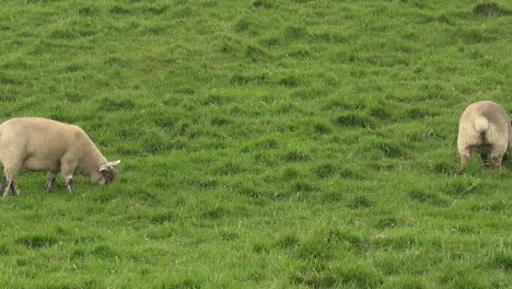 Ireland-Sheep-Grazing-In-Meadow-Pan