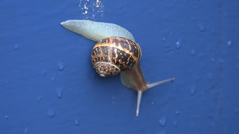 Ireland-Snail-Crawling-Down-Blue-Door