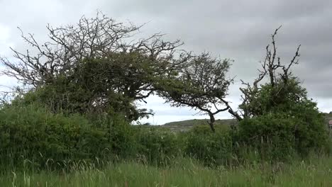 Irland-Der-Burren-Dornenbaum