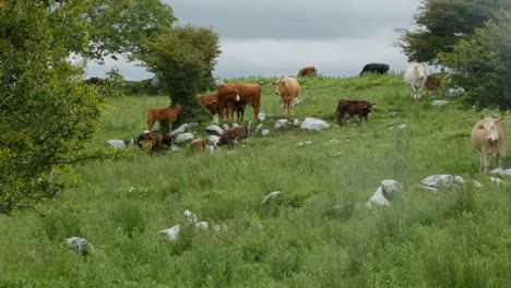 Irland-Der-Burren-Mit-Vieh-Auf-Der-Weide