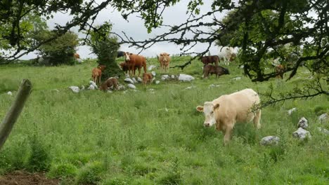 Irland-The-Burren-With-Cow-Walking