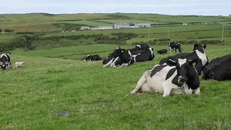 Irlanda-Del-Norte-Una-Vaca-Lechera-Se-Acuesta-Para-Masticar