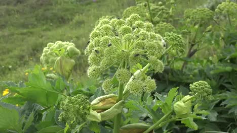 Iceland-Angelica-A-Medicinal-Plant-With-Insects