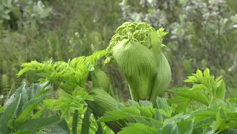 Iceland-Angelica-Flower-Emerging-From-Leaves