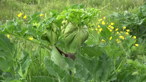 Iceland-Angelica-Plant-And-Yellow-Flowers