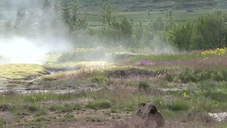 Iceland-Haukadalur-Geyser-Basin-With-Flowers-And-Steam-Pan