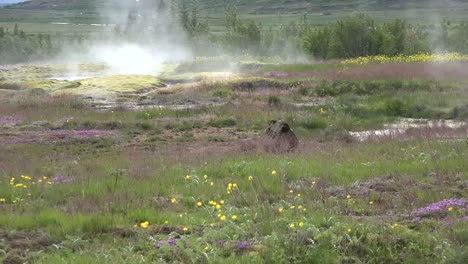 Iceland-Haukadalur-Geyser-Basin-With-Flowers-And-Steam