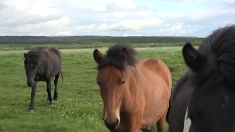 Iceland-Horses-Approach