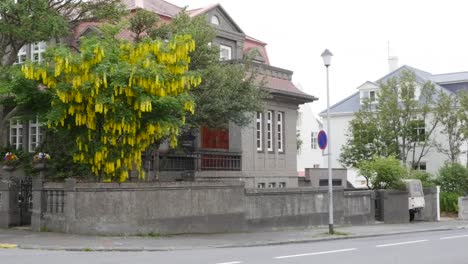 Islandia-Reykjavik-Casa-Con-árbol-De-Flores-Amarillas