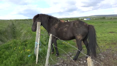 Iceland-Horse-By-Fence