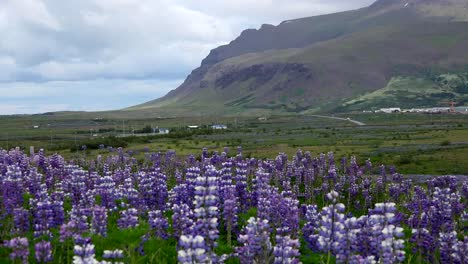 Islandlandschaft-Mit-Klippe-Und-Lupinen