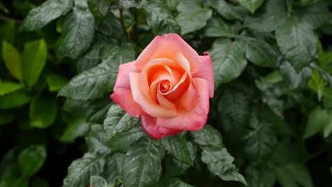 Peach-Rose-In-Ireland-