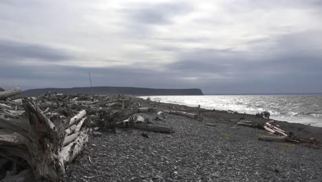 Canada-Bay-Of-Fundy-Driftwood-On-Pebble-Beach