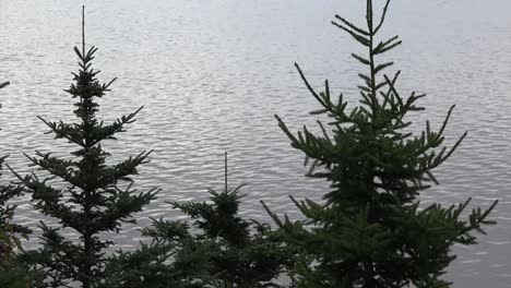 Canada-Nova-Scotia-Evergreens-And-Rippling-Water