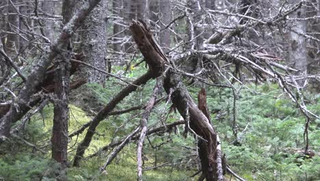 Canadá-Nueva-Escocia-Vista-Del-Bosque-Con-árbol-Muerto