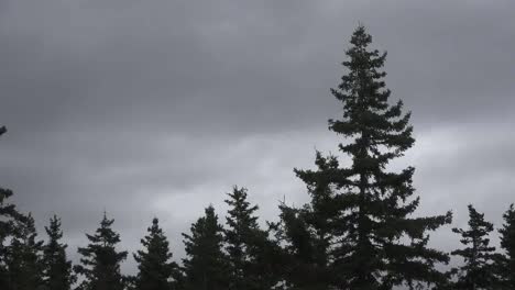 Bosque-De-Canadá-Bajo-Cielo-Nublado