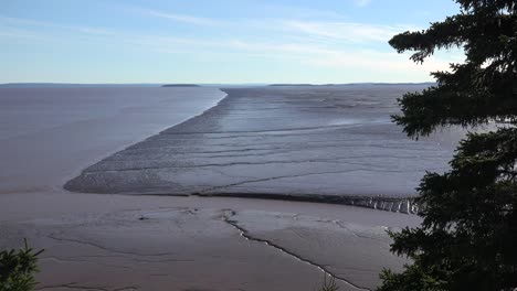 Canada-Tree-And-Mud-Flats-Along-The-Bay-Of-Fundy