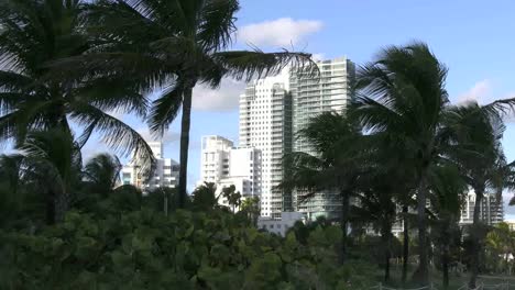 Florida-Miami-Beach-Palms-In-Wind-Frame-Hotels-4k