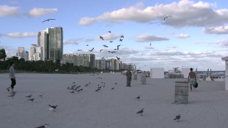 Florida-Miami-Beach-Sea-Gulls-Flying-Over-A-Beach-Scene-With-Hotels-In-The-Distance-4k
