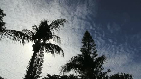 Florida-Dramatic-Palms-And-Clouds