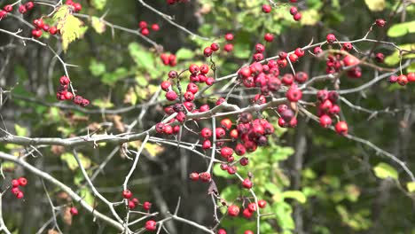 Nature-Bush-With-Red-Berries