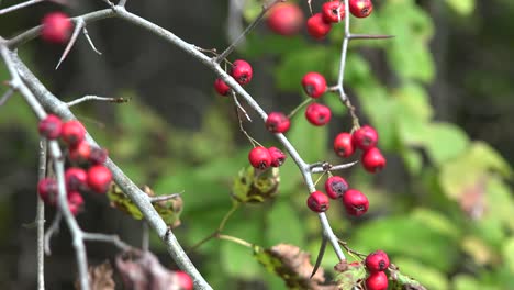 Natur-Rote-Beeren