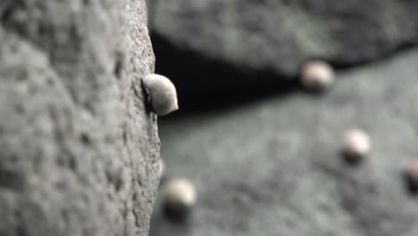 Nature-Snail-On-Rock-Comes-Into-Focus