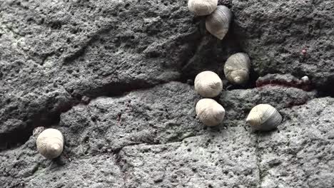 Nature-Snails-On-Rocks