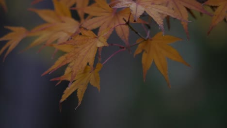 Oregon-Japanische-Ahornblätter-Im-Herbst