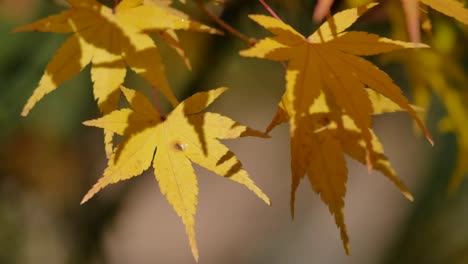 Oregon-Japanese-Maple-Leaves-In-Sun
