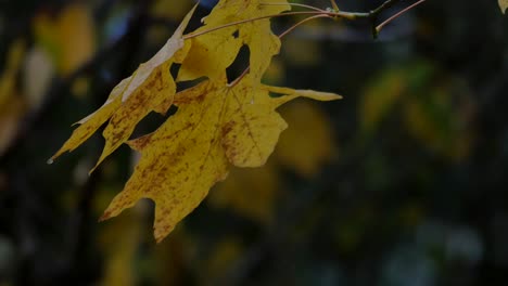 Oregongelbe-Blätter-An-Einem-Feuchten-Tag
