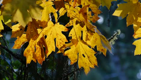 Oregon-Gelbe-Ahornblätter-Mit-Braunen-Flecken