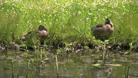 Ducks-By-A-Puddle