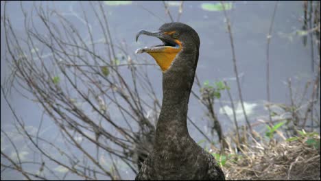 Florida-Everglades-Cormorant-Breathing