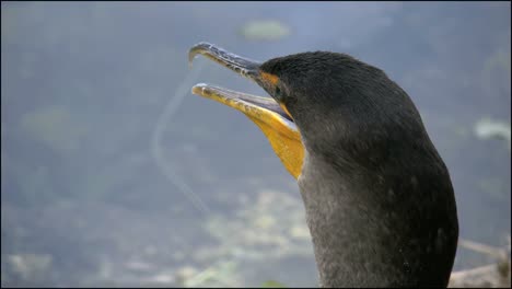 Florida-Everglades-Cormorant's-Beak-And-Moving-Throat