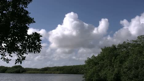 Florida-Everglades-Halcón-Volando