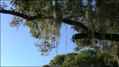 Florida-Everglades-Musgo-Español-En-Rama-De-árbol