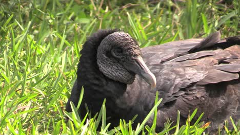 Florida-Everglades-Vulture-Sitting-On-Grass