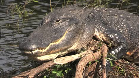 Florida-Everglades-Alligator-Nahaufnahme-Mit-Einem-Lächeln-Und-Offenen-Augen